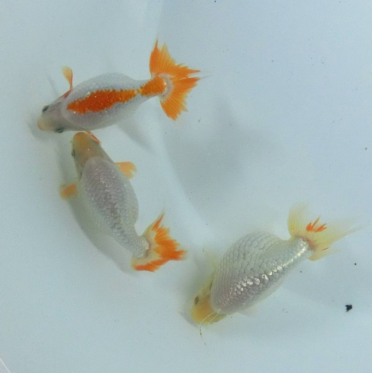 本年度、最終入荷？！当歳■出雲ナンキン３匹セット■なんきん１－4