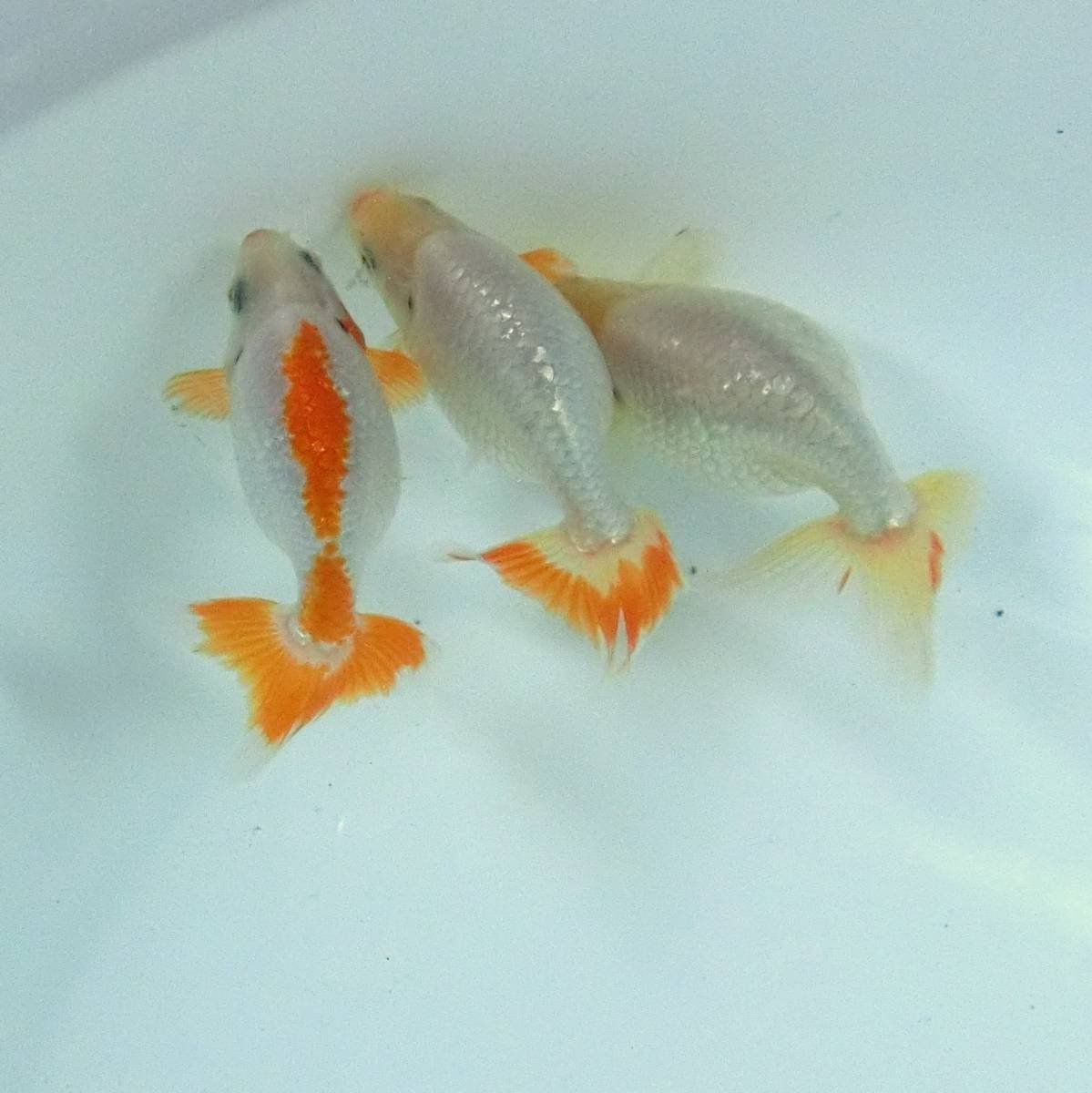 本年度、最終入荷？！当歳■出雲ナンキン３匹セット■なんきん１－4