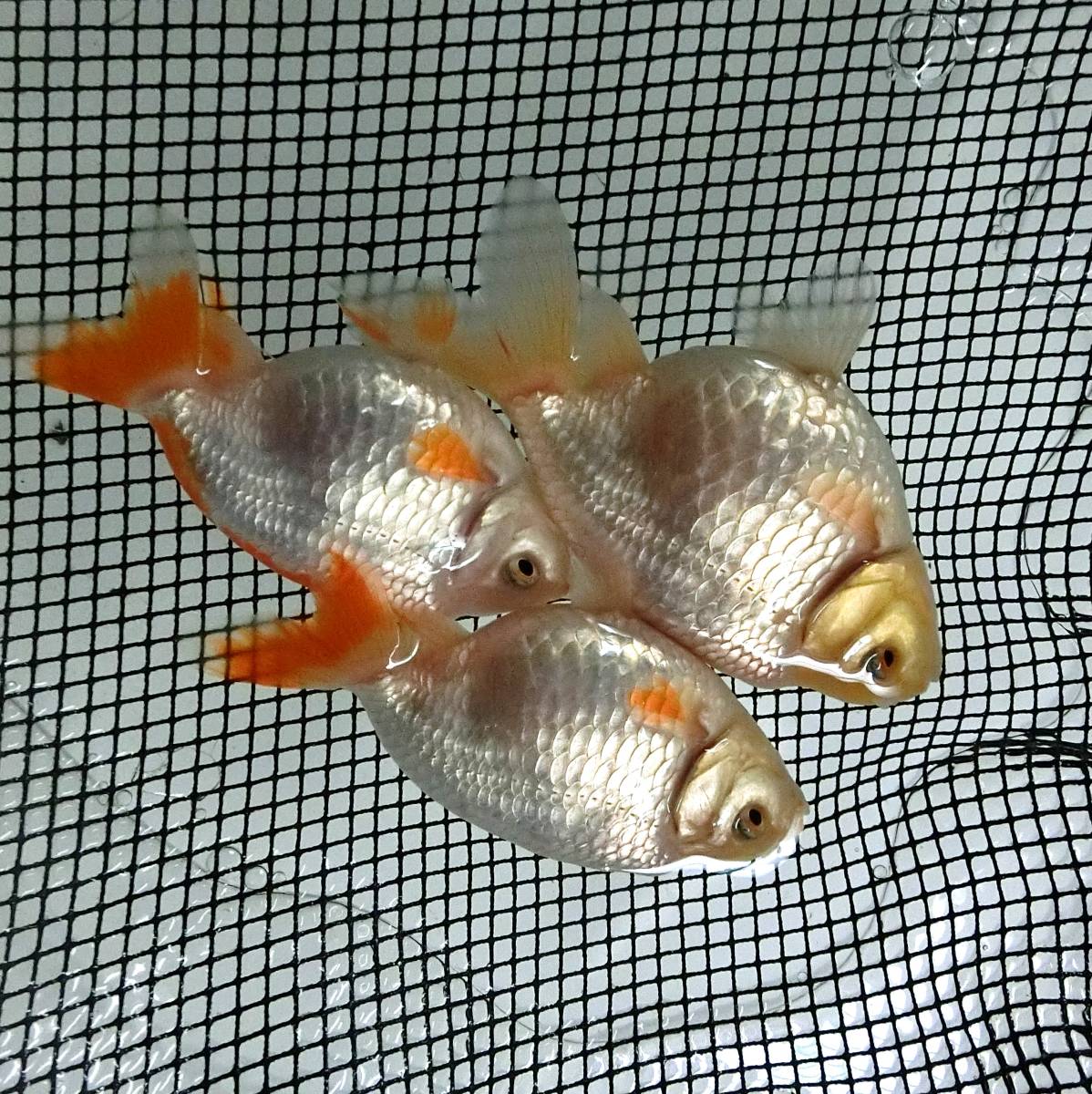 本年度、最終入荷？！当歳■出雲ナンキン３匹セット■なんきん１－4