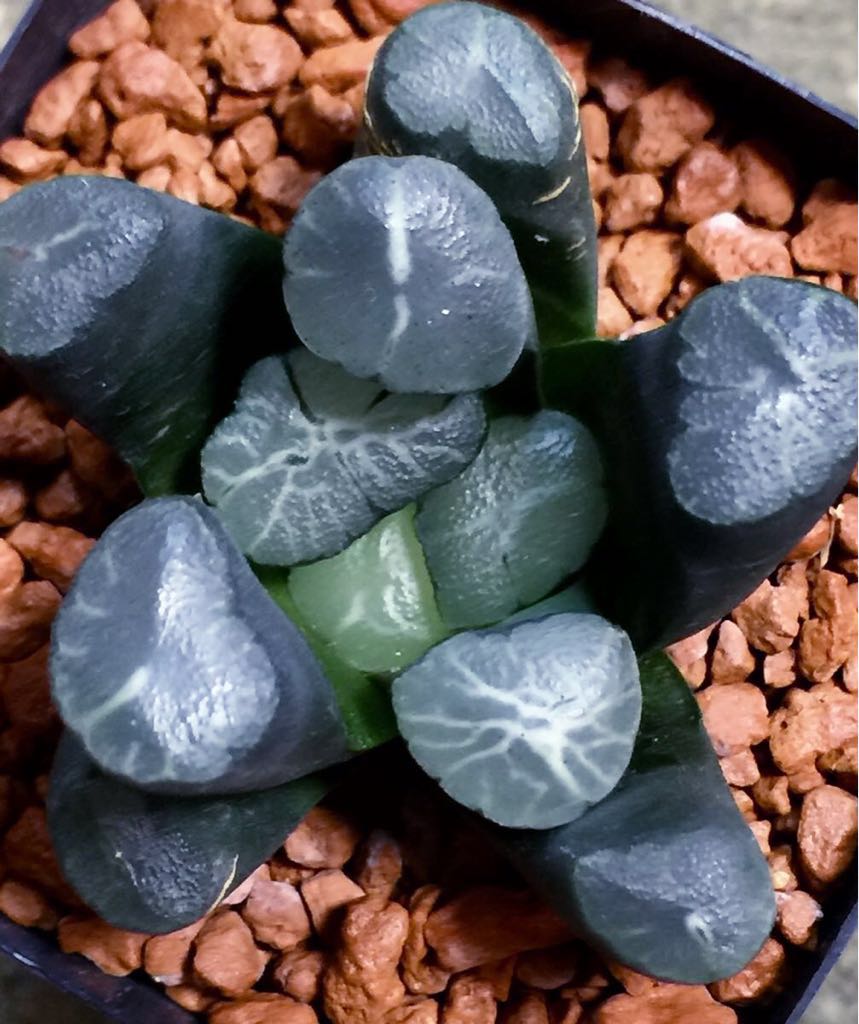 多肉植物 ハオルチア 万象 紫雲殿