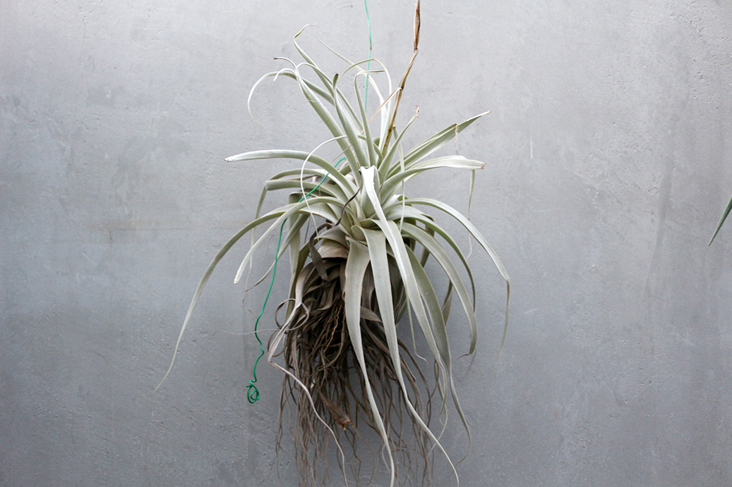 チランジア ストラミネア 大株/Tillandsia straminea