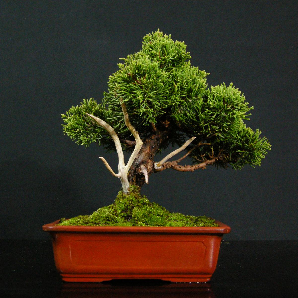 盆栽 五葉松 BONSAI 樹高95cm | THEPARKCOMPANIES.COM