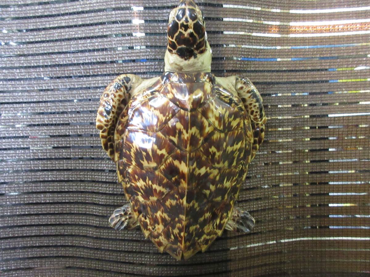 亀 剥製 タイマイ 鼈甲 べっ甲 大型 全長30cm 海亀 ウミガメ 極上品 
