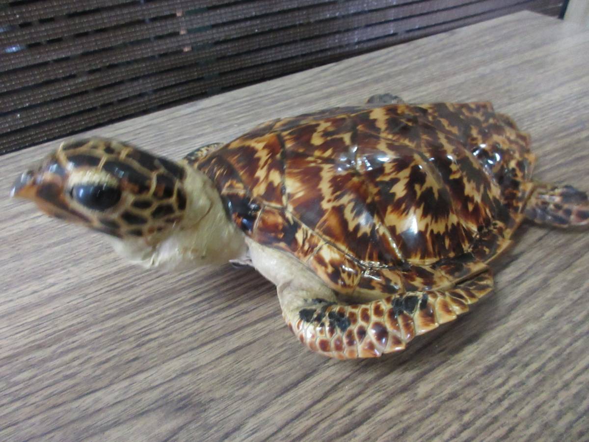 亀 剥製 タイマイ 鼈甲 べっ甲 大型 全長30cm 海亀 ウミガメ 極上品 