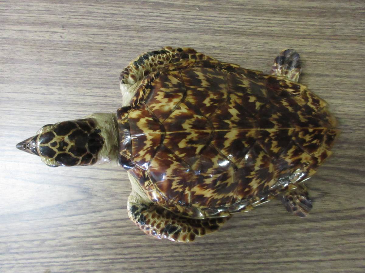 高品質，HOT】 亀 剥製 タイマイ 鼈甲 べっ甲 大型 全長30cm 海亀 