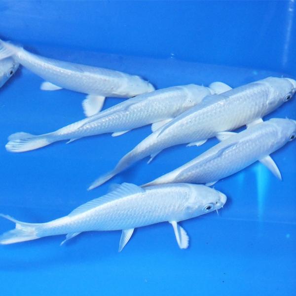 錦鯉 プラチナ　3匹 鯉 色鯉 25cm前後 生体