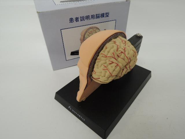 患者説明用脳模型 未使用品 商品の説明患者説明用脳模型です