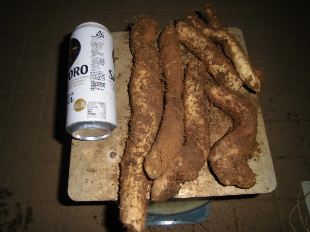 高品質，人気SALE 天然自然薯 折れ折れ盛り1．2キロ！ 天然自然薯(折れ)1・3kg