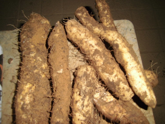 高品質，人気SALE 天然自然薯 折れ折れ盛り1．2キロ！ 天然自然薯(折れ)3キロ
