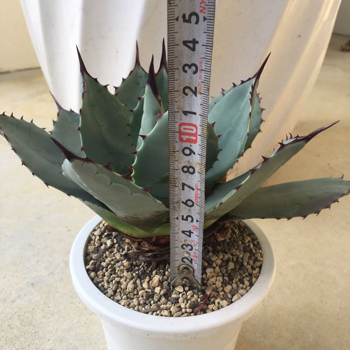 Agave Parryi Huachucensis Agave parryi var. huachucensis☆アガベ☆