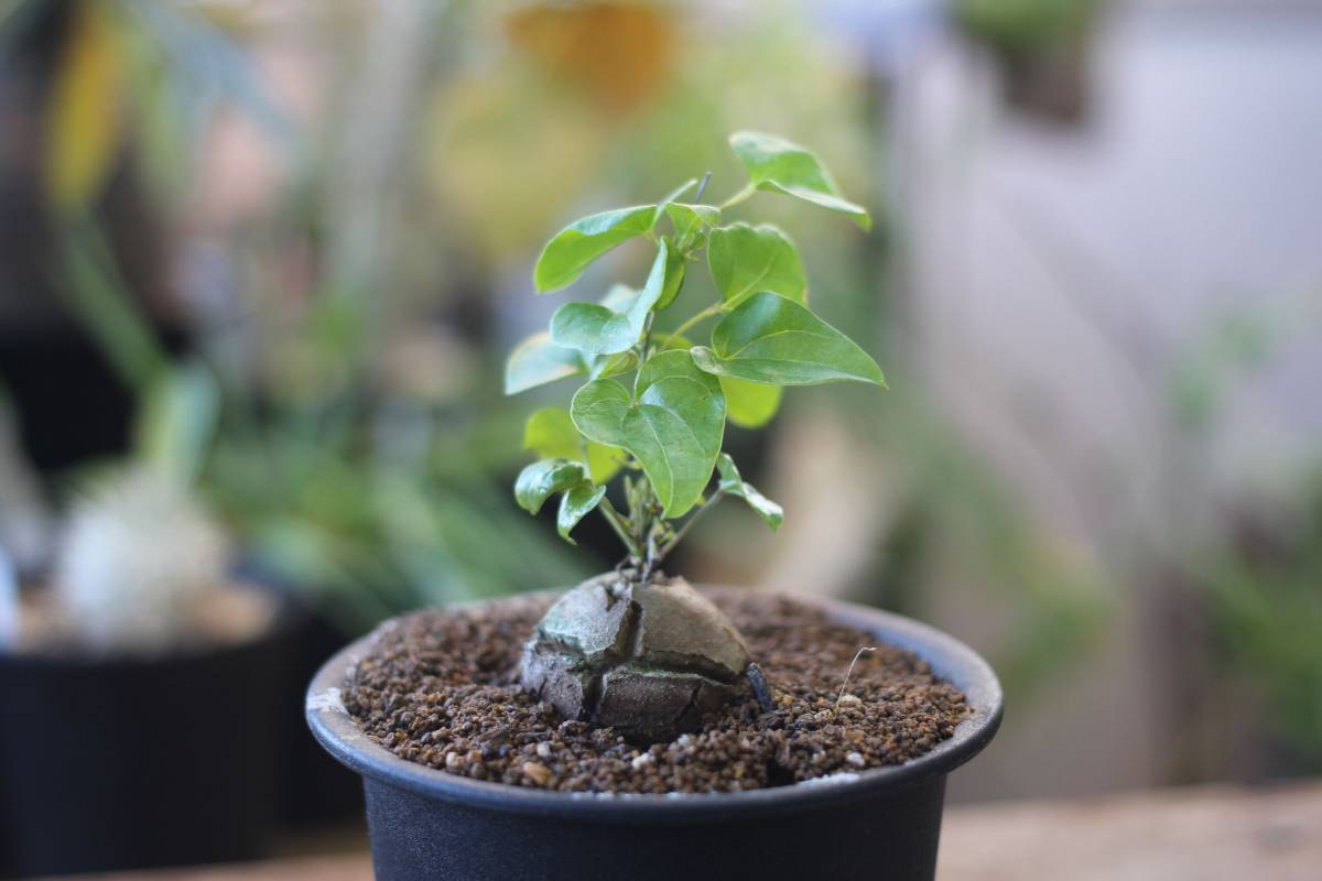 サボテン 多肉植物 83 ユーフォルビア ツルビニフォルミス 接木