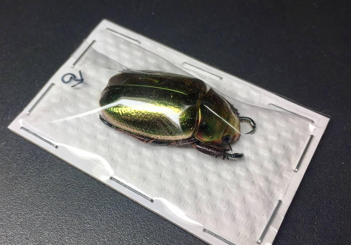 標本 美麗 クロエプラチナコガネ Chrysina curoei 29mm Chrysina Yahoo