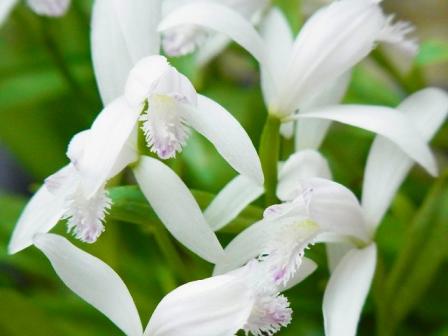 山野草 トキソウ 朱鷺草 ７芽 ｃ 可愛く咲く一茎一輪 ラン 売買されたオークション情報 Yahooの商品情報をアーカイブ公開 オークファン Aucfan Com