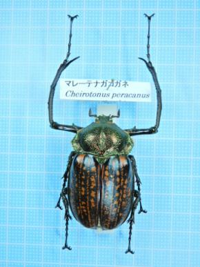 乾燥標本 マレーテナガコガネ 59mm♂マックレイテナガコガネと記載され