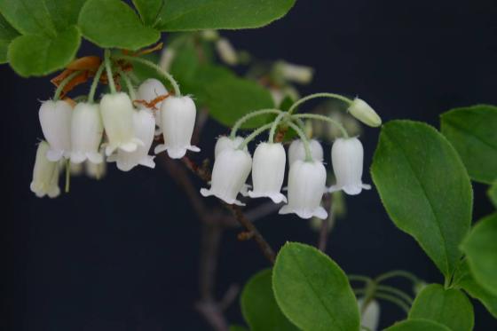白花アズマヨウラクツツジ 花芽３０個以上 草丈２２ｃｍ 葉張４５ｃｍ １６ ５ｃｍ鉢 鉢植え 売買されたオークション情報 Yahooの商品情報をアーカイブ公開 オークファン Aucfan Com