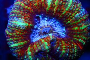 スコリミア50個体オーバー商品アップ完了！ スコリミア（ペット 