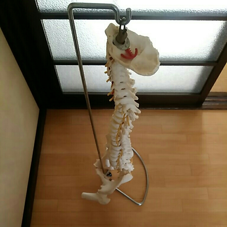 骨格模型 脊柱 骨盤 スタンド付き カイロ 整体 人体模型・骨格模型