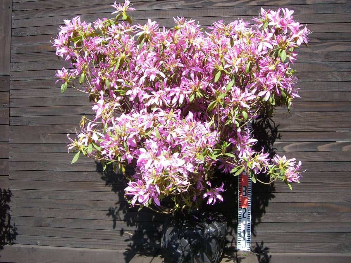 モチツツジの通販 モチツツジ | 日光植物園 Rhododendron macrosepalum