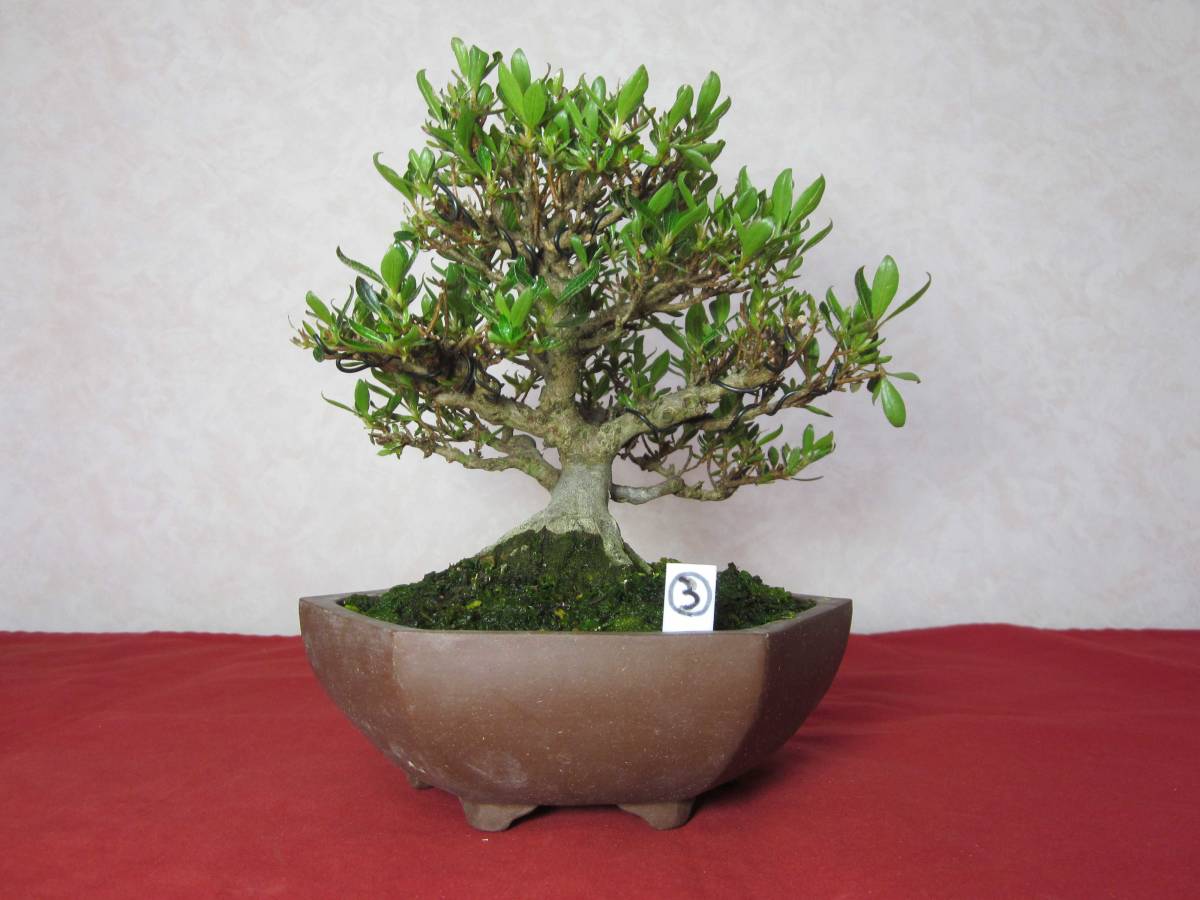 【皐月(さつき)】光華(こうか) 極太幹 盆栽 素材 皐月(さつき)】光華(こうか) 極太幹 大品盆栽 素材