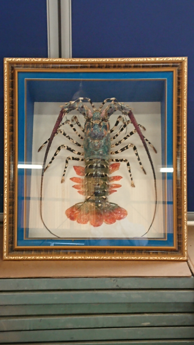 剥製 伊勢海老 ニシキエビ | 色鮮やかな錦海老 美品 特大 オブジェ 