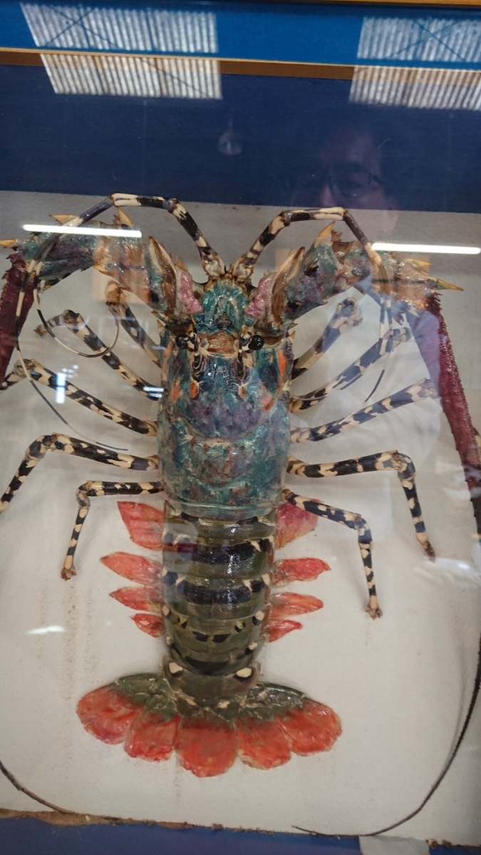 剥製 伊勢海老 ニシキエビ | 色鮮やかな錦海老 美品 特大 オブジェ 