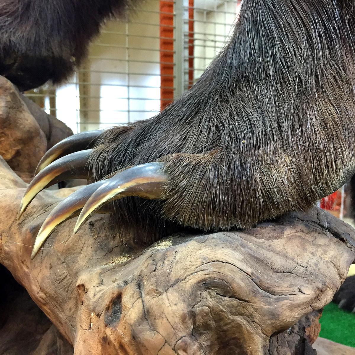 ツキノワグマ剥製　値下げ 熊 クマ 剥製 ツキノワグマ 高さ約180cm 和歌山発 リサイクル