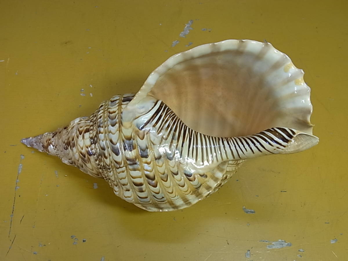 Aa/512☆ほら貝 法螺貝☆約31cm×15cm☆中古品 2026年最新