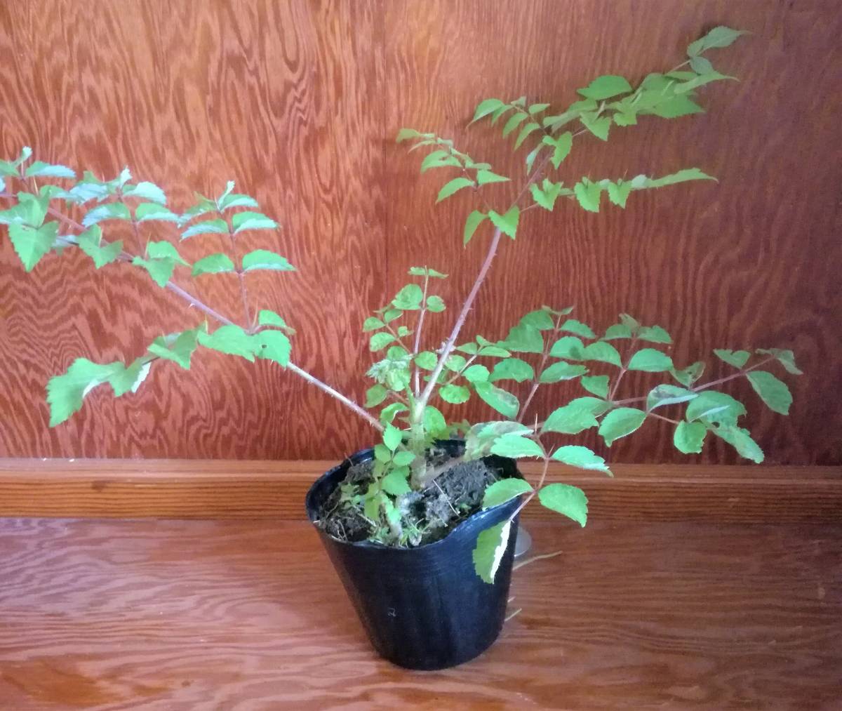 タラノキの苗木　2苗　トゲあり天然物　タラの木　お庭でタラの芽　ゆうパック100サイズ_2