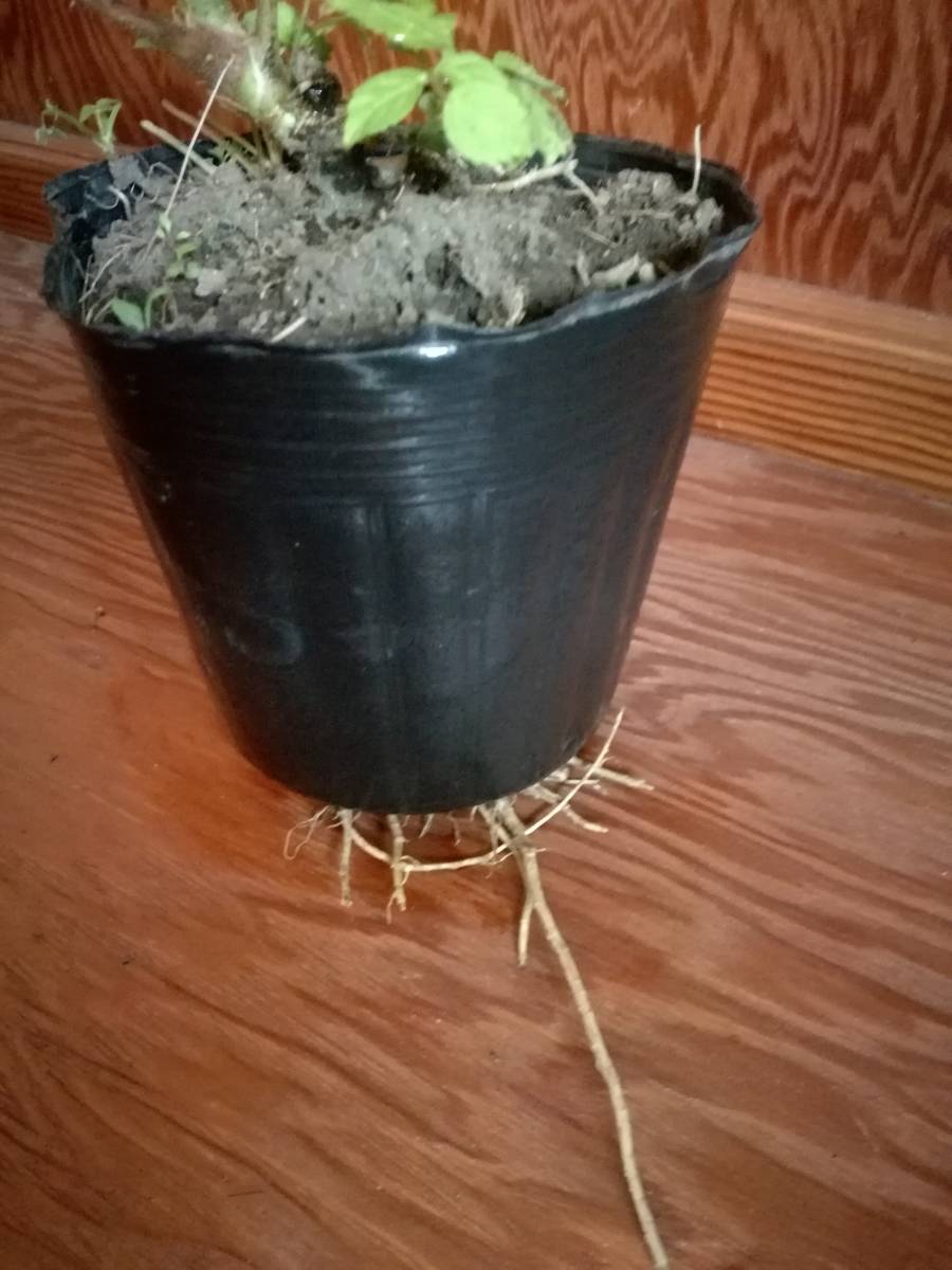 タラノキの苗木　2苗　トゲあり天然物　タラの木　お庭でタラの芽　ゆうパック100サイズ_4