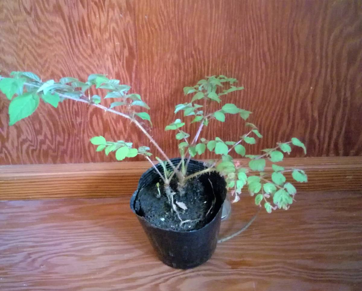 タラノキの苗木　2苗　トゲあり天然物　タラの木　お庭でタラの芽　ゆうパック100サイズ_5