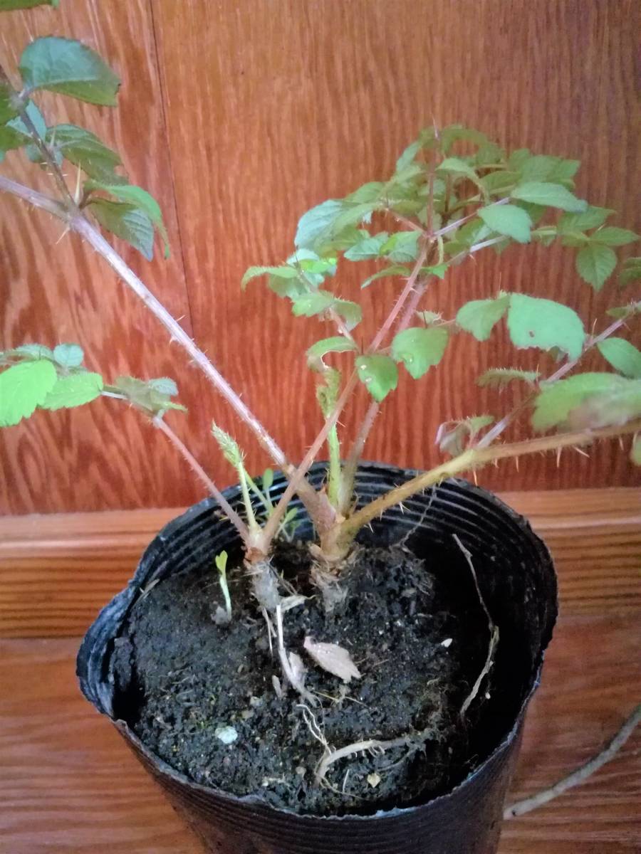 タラノキの苗木　2苗　トゲあり天然物　タラの木　お庭でタラの芽　ゆうパック100サイズ_6