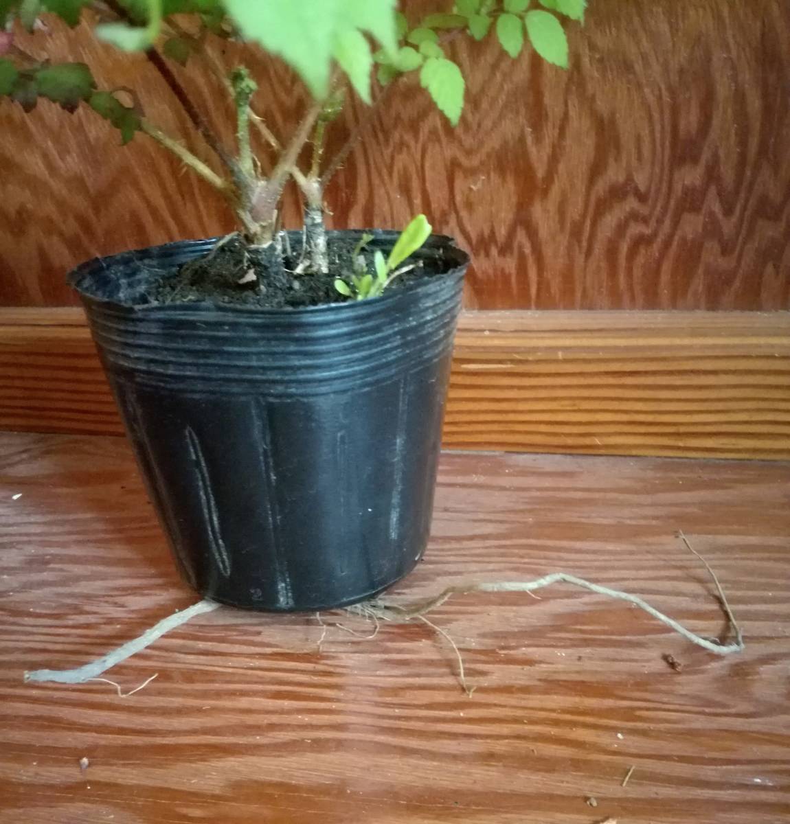 タラノキの苗木　2苗　トゲあり天然物　タラの木　お庭でタラの芽　ゆうパック100サイズ_7