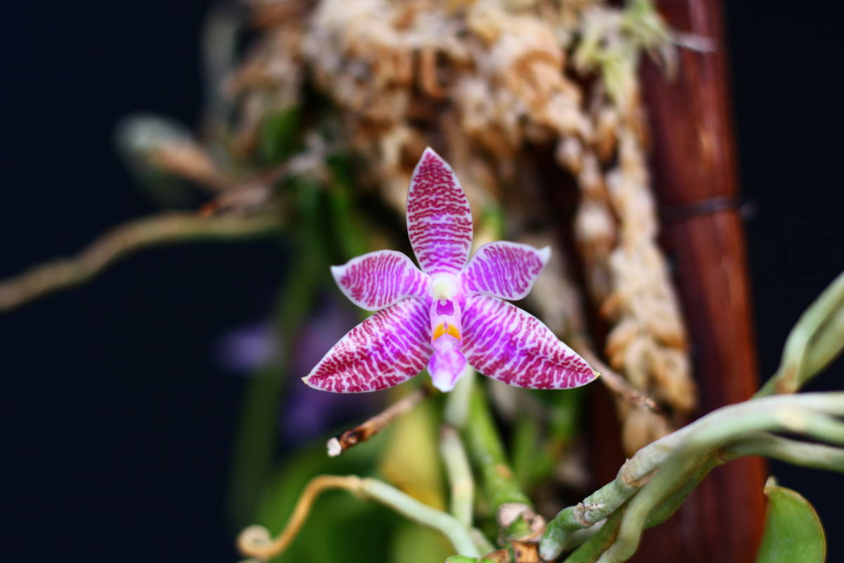 Rest.jp】Phal. lueddemanniana(4) 稀有産地 野生由来株 フィリピン