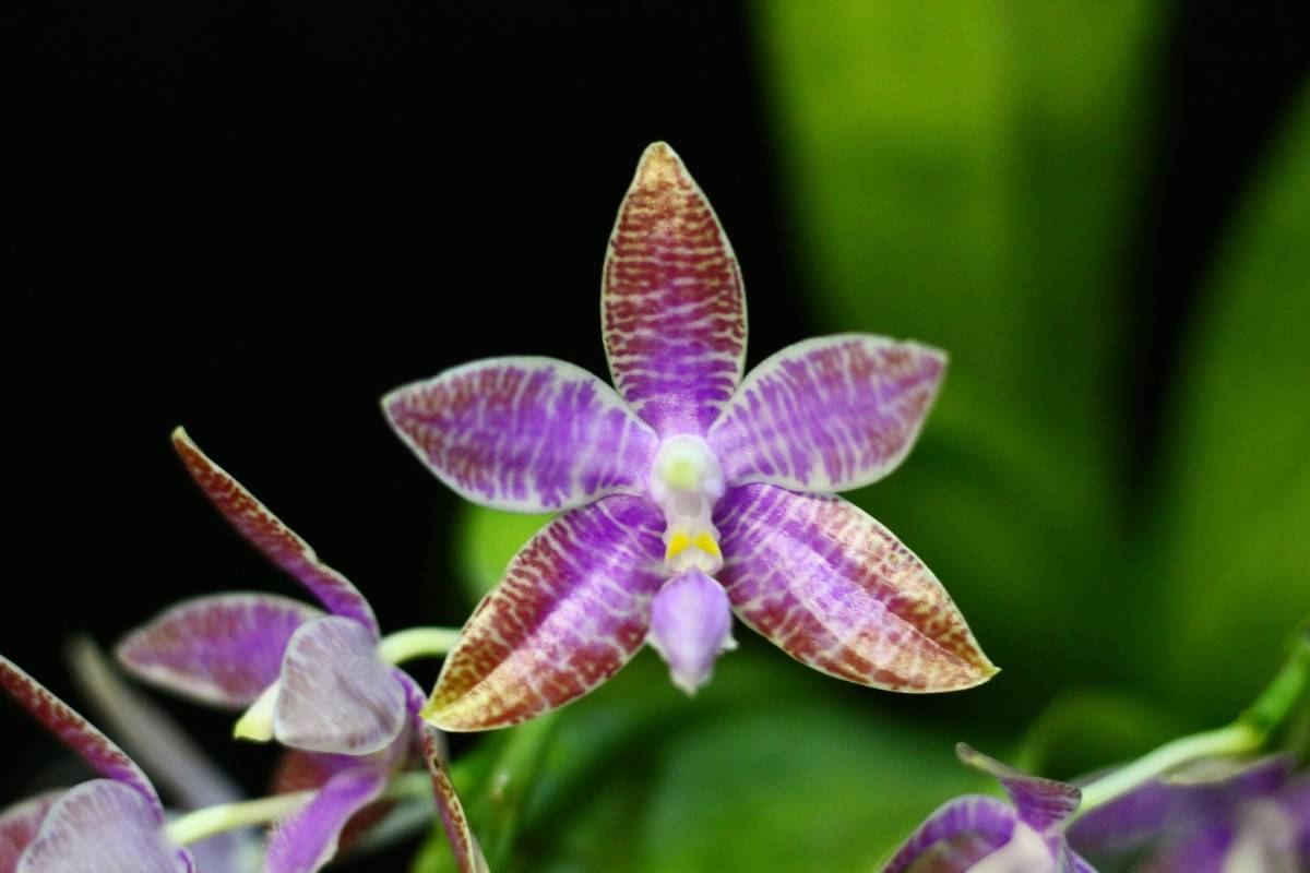Rest.jp】Phal. lueddemanniana(4) 稀有産地 野生由来株 フィリピン