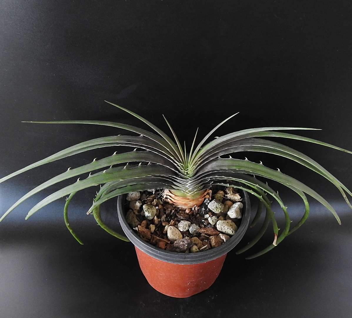 ディッキア ☆ Dyckia estevesii ☆52