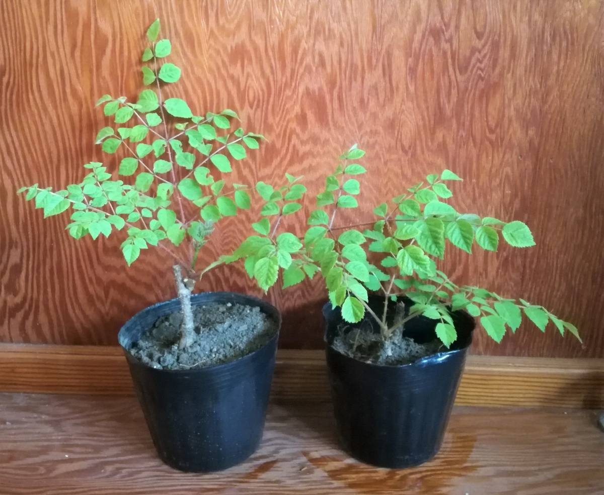 タラノキの苗木　2苗　トゲあり天然物　タラの木　お庭でタラの芽　ゆうパック100サイズ_1