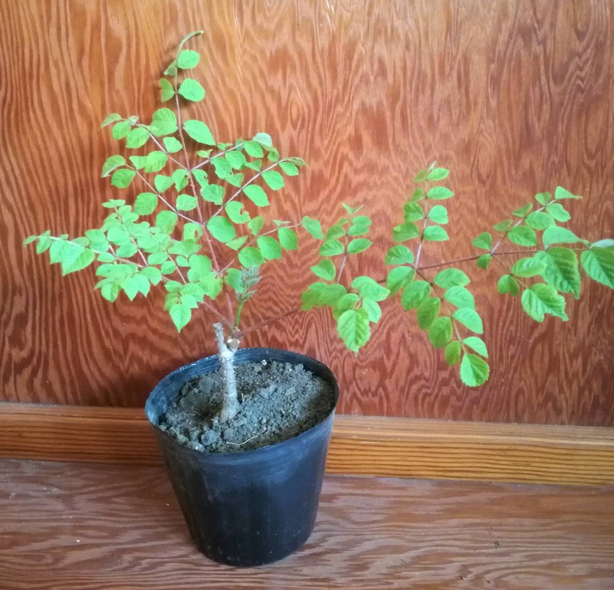 タラノキの苗木　2苗　トゲあり天然物　タラの木　お庭でタラの芽　ゆうパック100サイズ_2