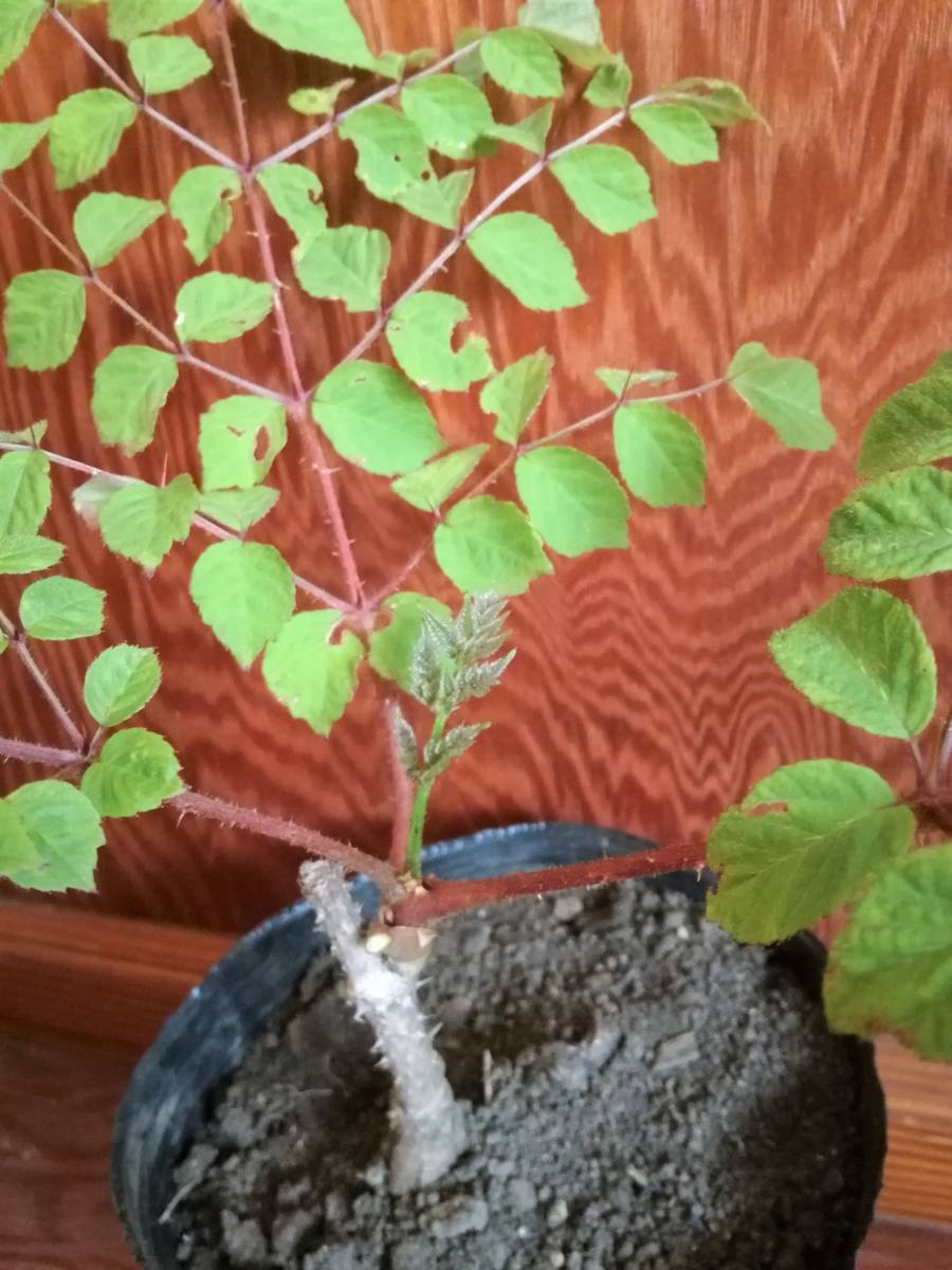 タラノキの苗木　2苗　トゲあり天然物　タラの木　お庭でタラの芽　ゆうパック100サイズ_3