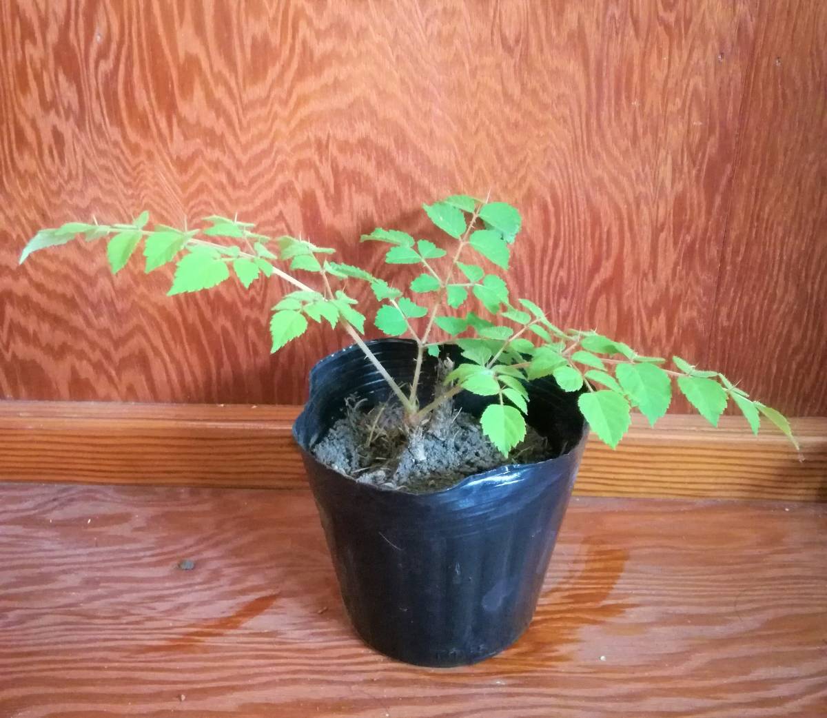 タラノキの苗木　2苗　トゲあり天然物　タラの木　お庭でタラの芽　ゆうパック100サイズ_4