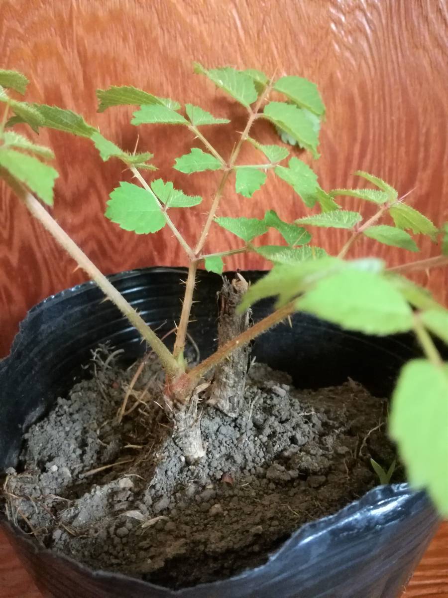 タラノキの苗木　2苗　トゲあり天然物　タラの木　お庭でタラの芽　ゆうパック100サイズ_5