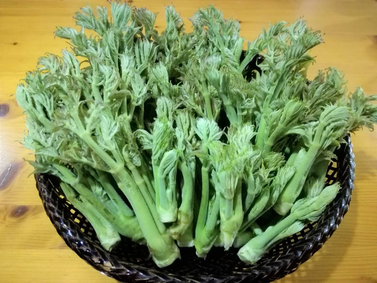 タラノキの苗木　2苗　トゲあり天然物　タラの木　お庭でタラの芽　ゆうパック100サイズ_6