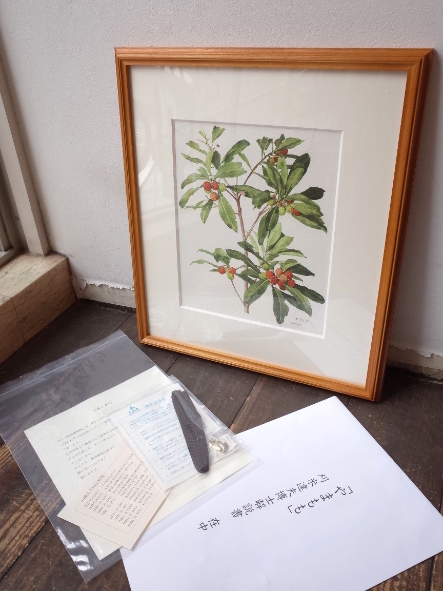 初版！判子＆カバーあり！薬用植物画譜 /小磯良平 刈米達夫 静物画
