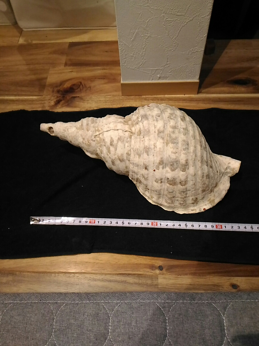 ホラ貝 法螺貝 貝殻 奄美大島 約1kg 新作，大得価 【公式通販】