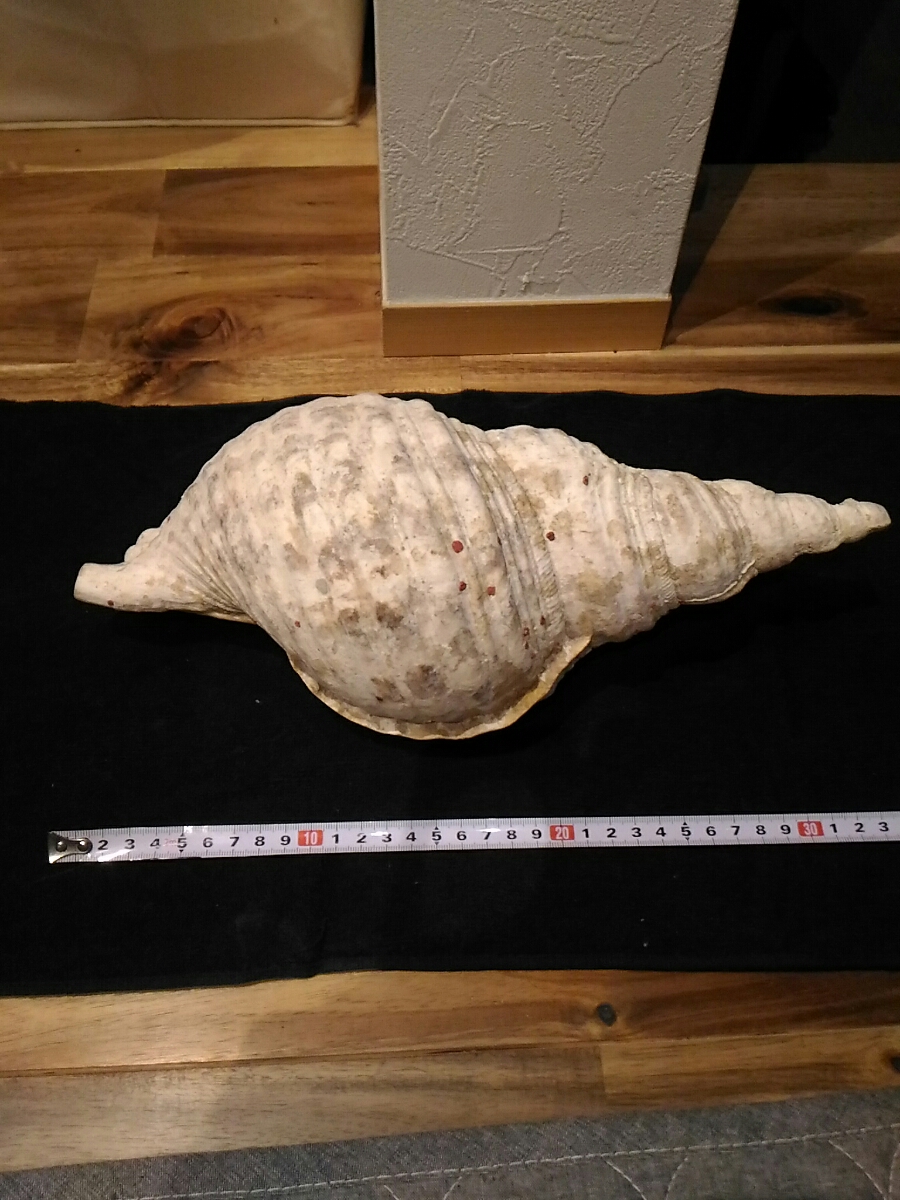 ホラ貝 法螺貝 貝殻 奄美大島 約1kg 新作，大得価 【公式通販】
