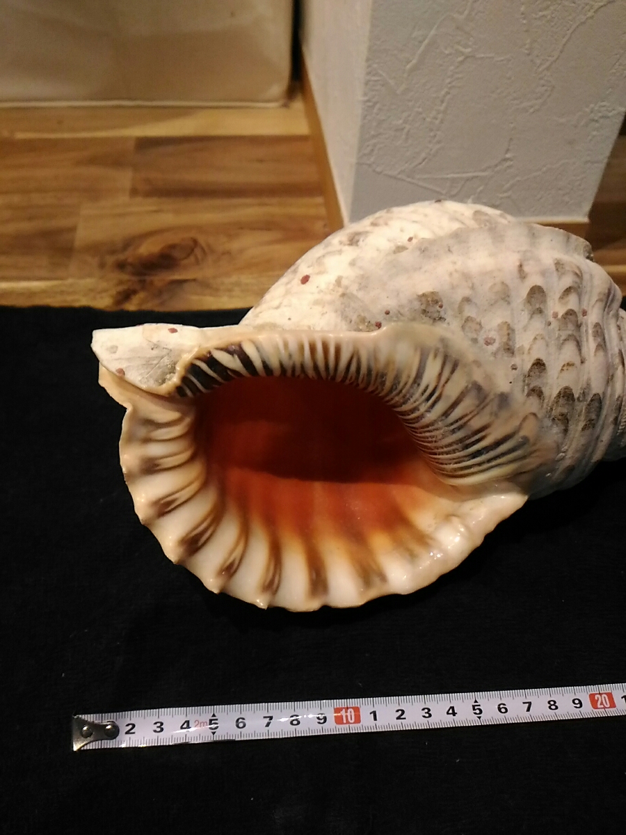 ホラ貝 法螺貝 貝殻 奄美大島 約1kg 新作，大得価 【公式通販】