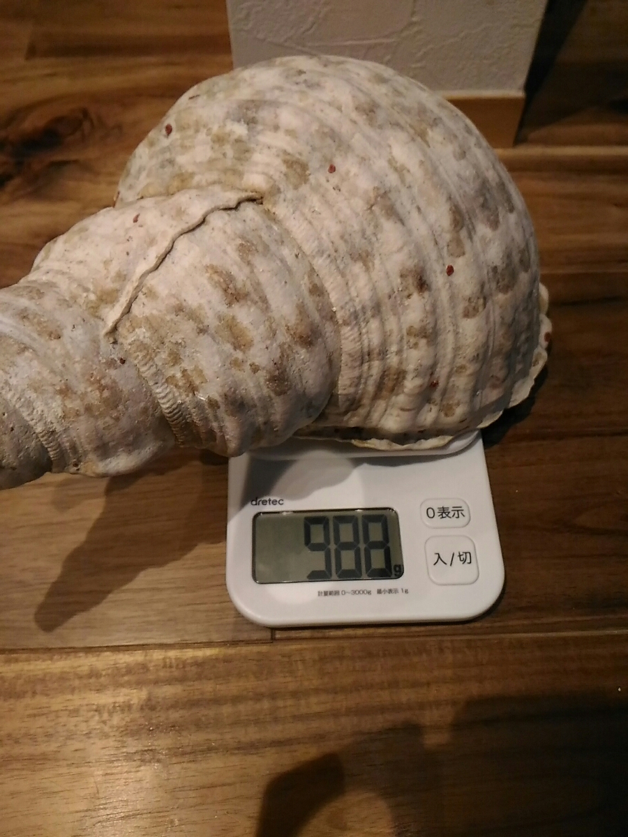 ホラ貝 法螺貝 貝殻 奄美大島 約1kg 新作，大得価 【公式通販】
