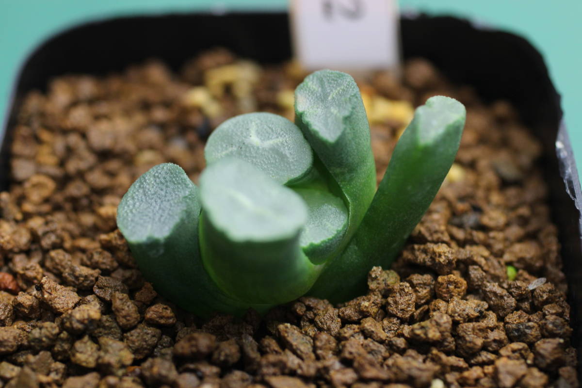 デルオの多肉日記 楽天ブログ 万象 万象3種 多肉植物：ハオルチア 