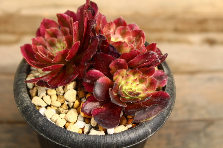 アエオニウム | カシミヤバイオレット RuPo 多肉植物 ITANSE