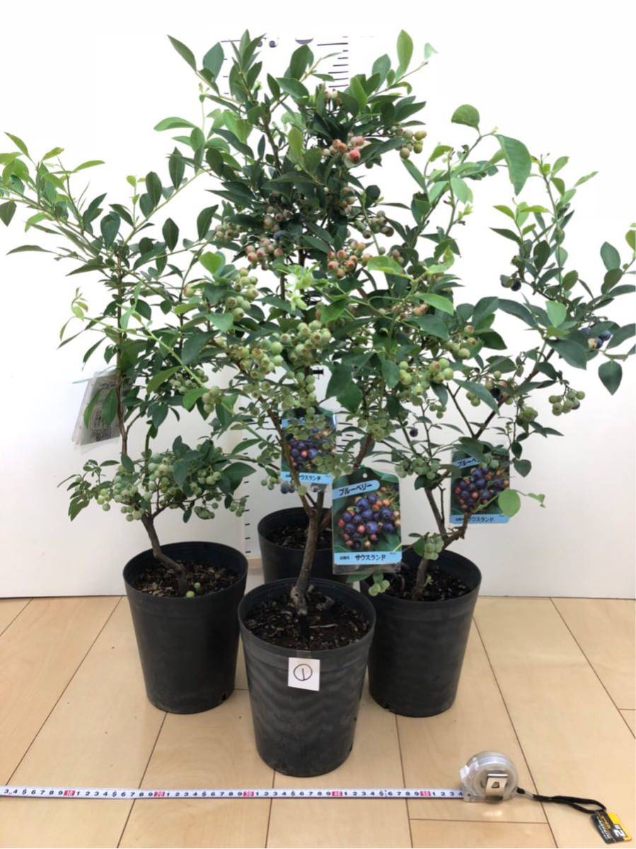 苗木・植木 ブルーベリー苗木 サウスランド 3鉢