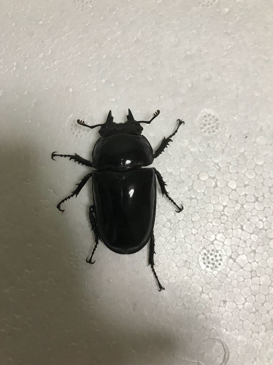 最終値下げ タランドゥスオオツヤクワガタ 91mmトリオ 【公式通販】